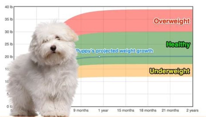 When do coton de tulear stop growing?