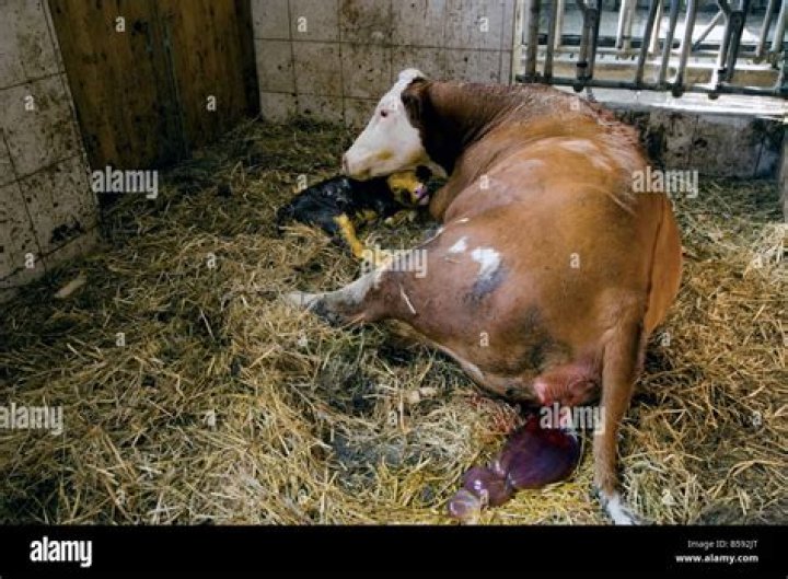 When do cows eat their afterbirth?
