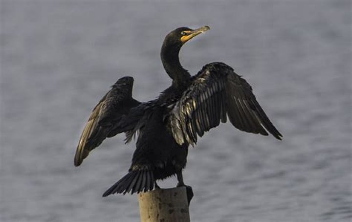 When do double crested cormorants migrate?
