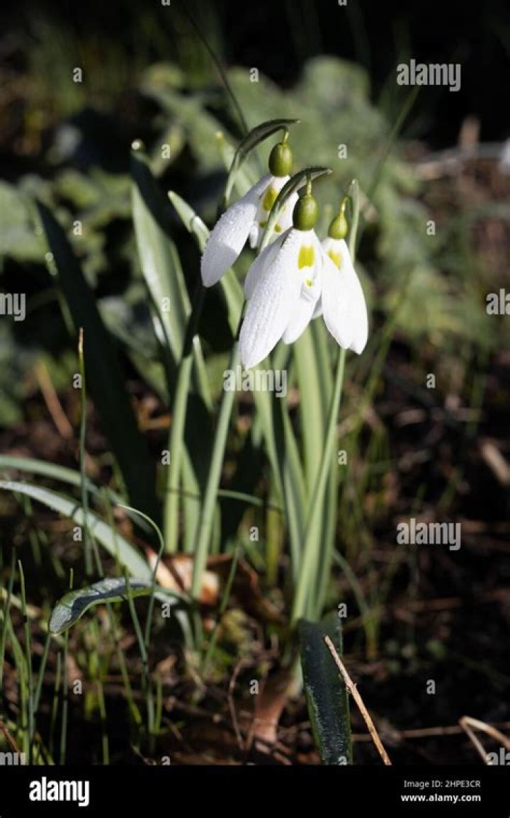 When do galanthus flower?