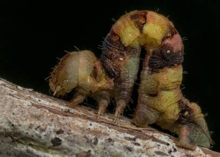 When do inchworms come out?