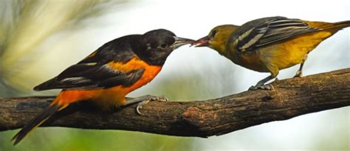 When do orioles leave ohio?