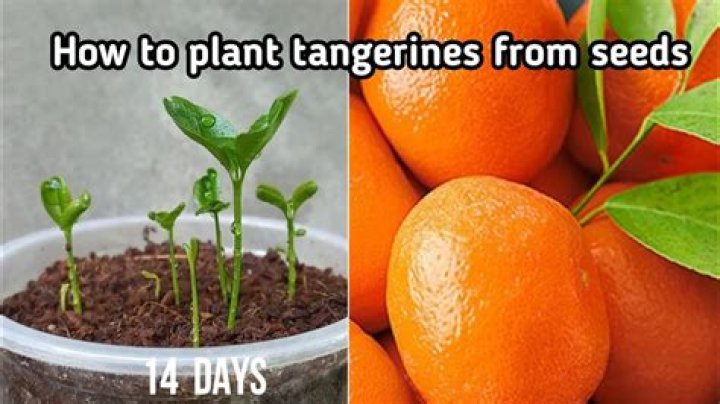 When do tangerines grow?