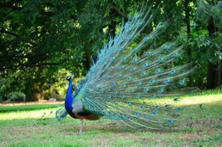 When does a peacock spread its feathers?