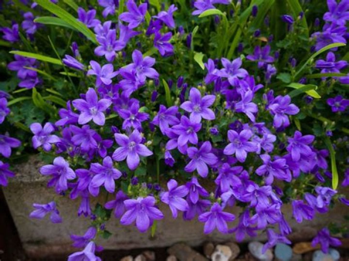 When does campanula flower?