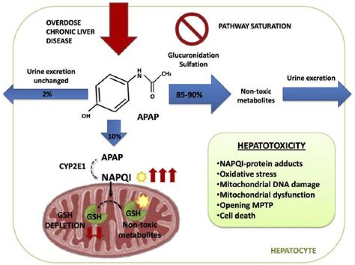 When does hepatotoxicity occur?