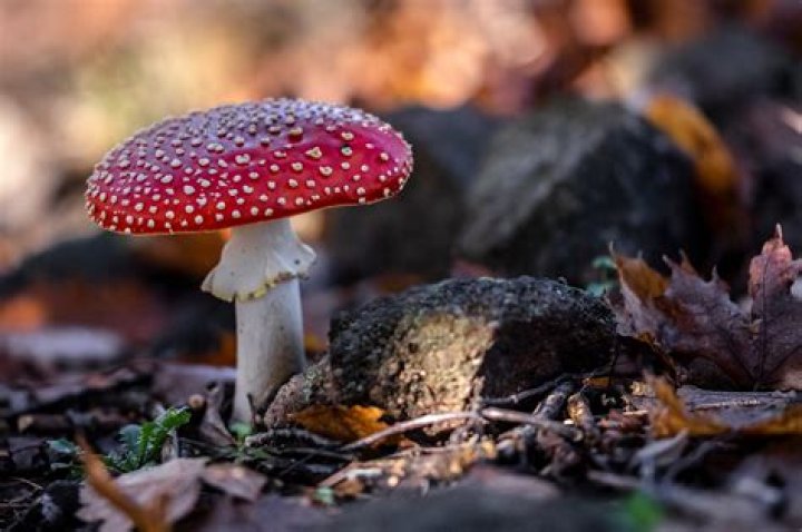 When is toadstool season?