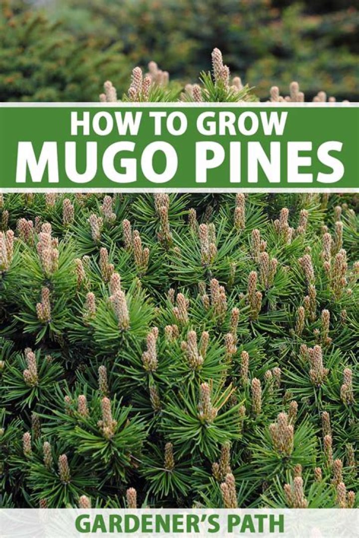 When should mugo pines be pruned?
