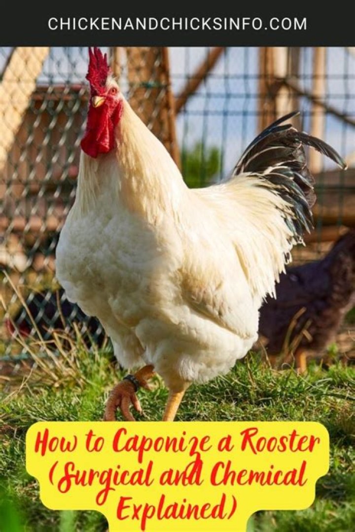 When should you caponize a rooster?