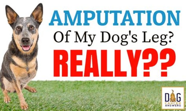 When to amputate a dog's leg?