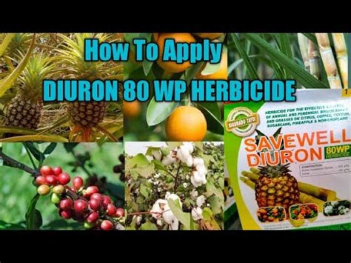 When to apply diuron?