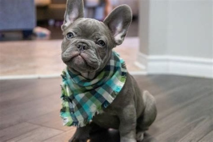 When to breed french bulldog?