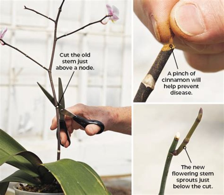 When to cut stems of orchids?