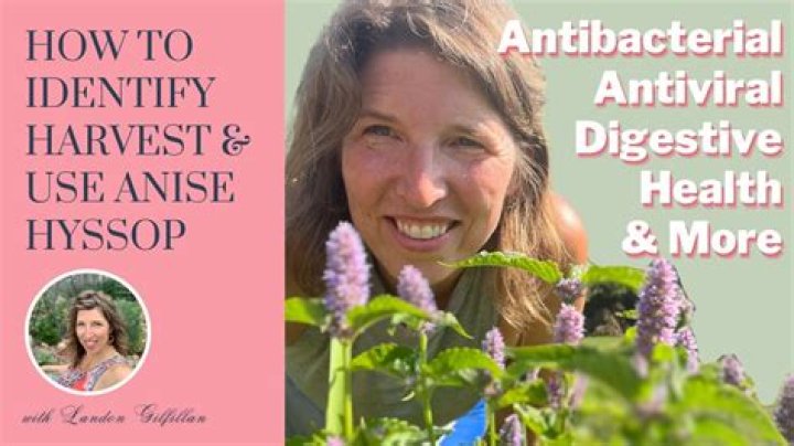 When to harvest anise hyssop?