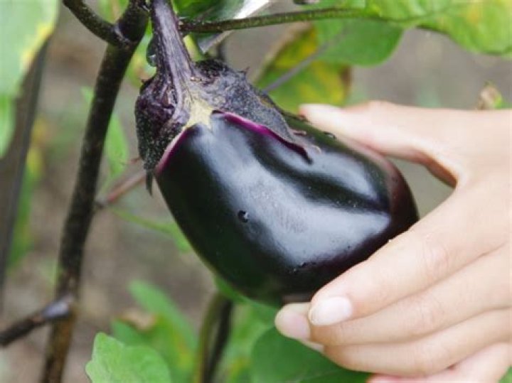When to pick eggplant?