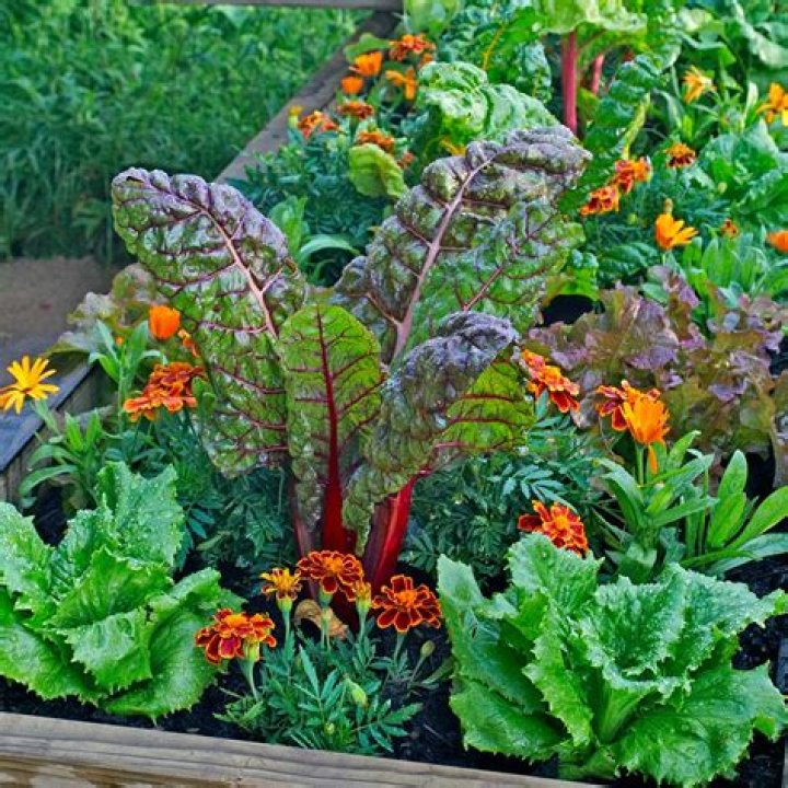 When to plant fall veggies?