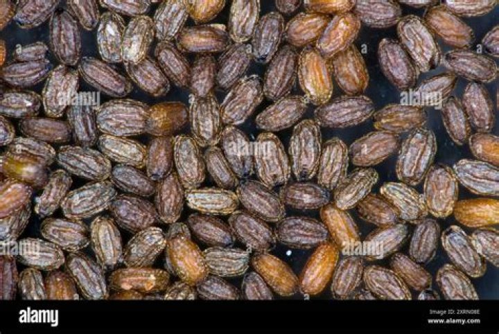 When to plant mimulus seeds?