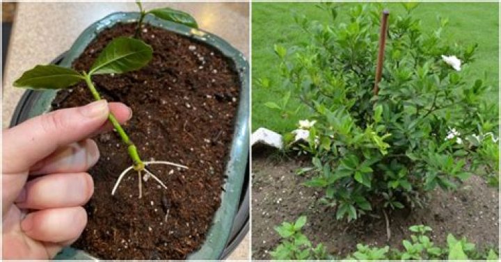 When to take escallonia cuttings?