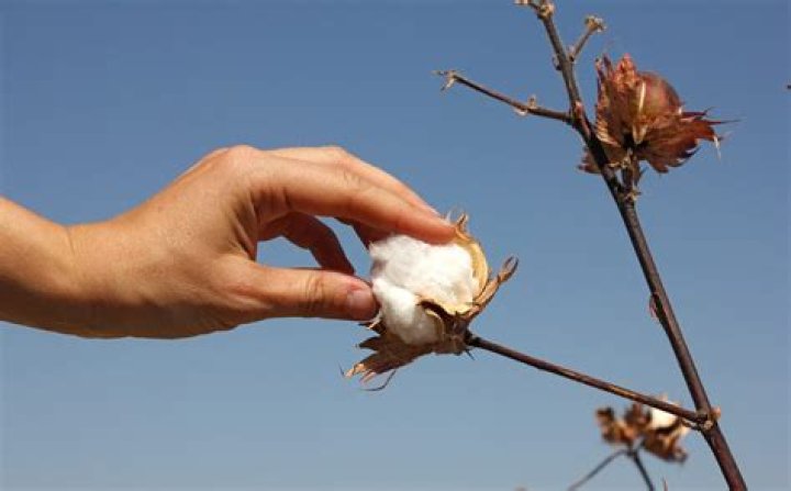 When was cotton last picked by hand?