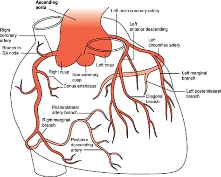 When was the word ostial first year used?
