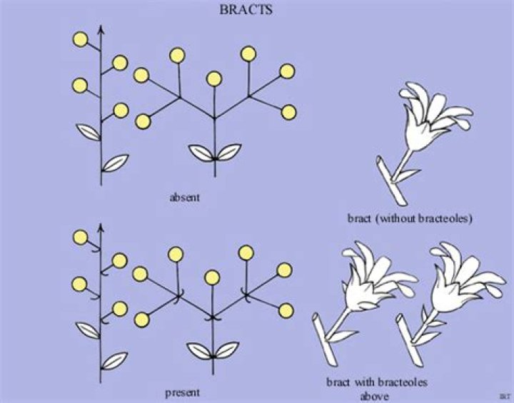 Where are bracts found?