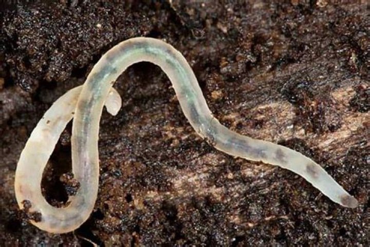 Where are grindal worms found in nature?