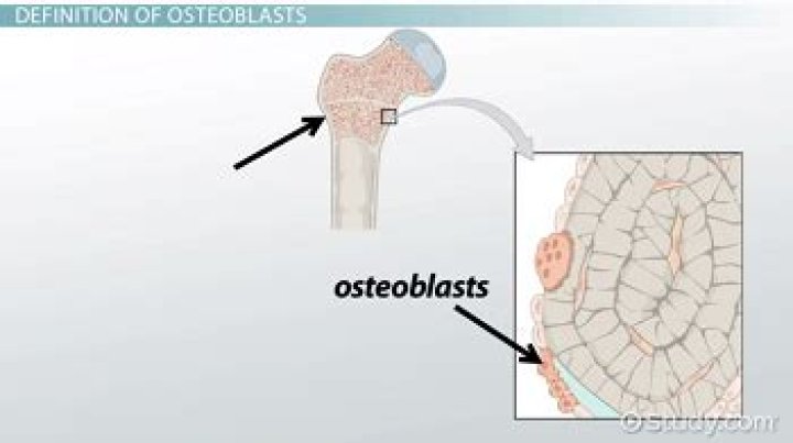 Where are osteoblasts formed?