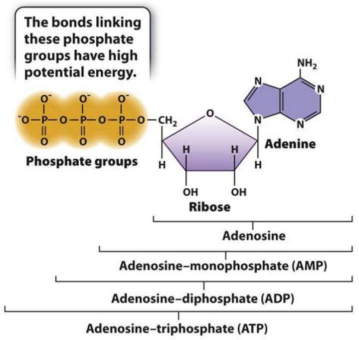 Where are phosphates found in dna?
