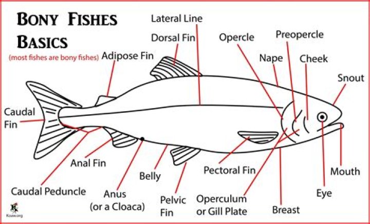 Where are the fins on a fish?