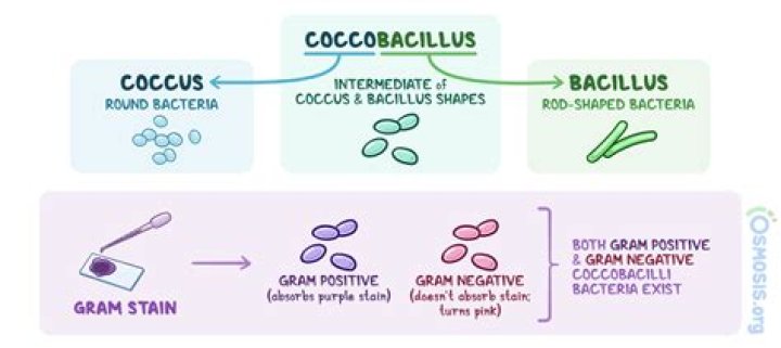 Where can coccobacilli be found?