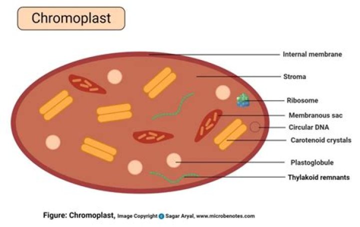 Where chromoplast is found?