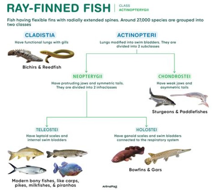 Where did ray-finned fish evolve from?