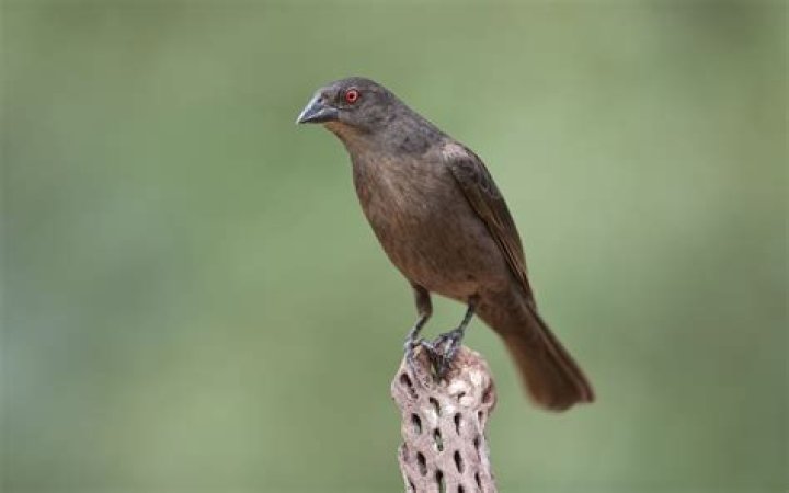 Where do bronzed cowbird live?