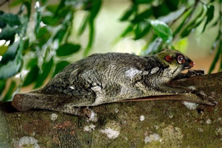 Where do colugos live?