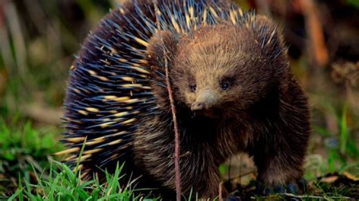 Where do long beaked echidnas live?