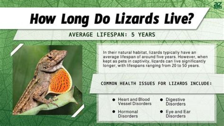 Where do long tailed lizards live?