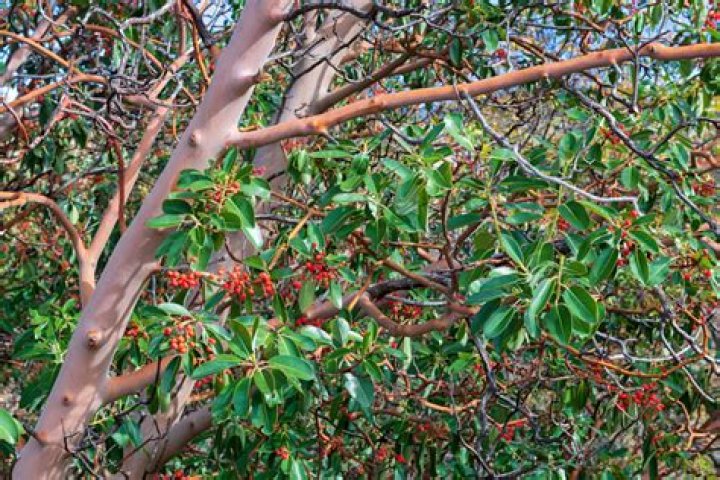 Where do madrones grow?