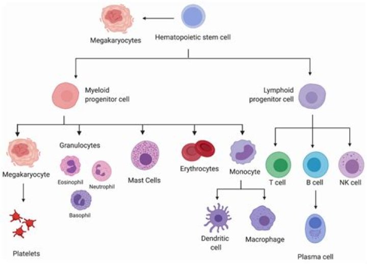 Where do myeloid cells mature?