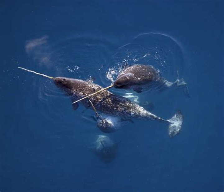 Where do you find narwhals?