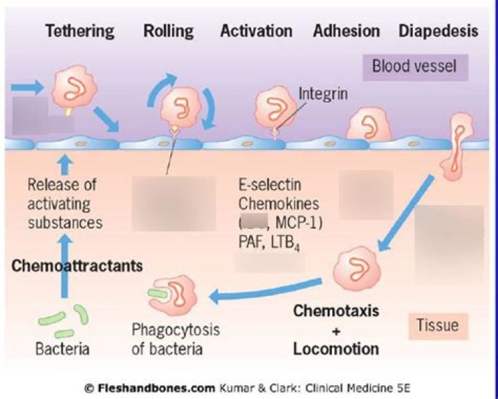 Where does diapedesis come from?