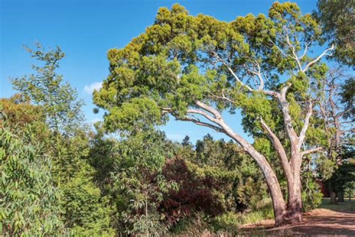 Where does eucalyptus grow?