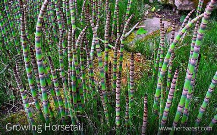 Where does horsetail grow?
