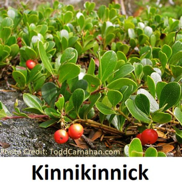 Where does kinnikinnick grow?