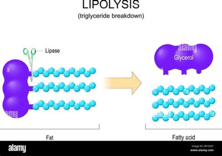 Where does lipolysis occur in the cell?