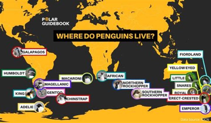 Where does penguins live?