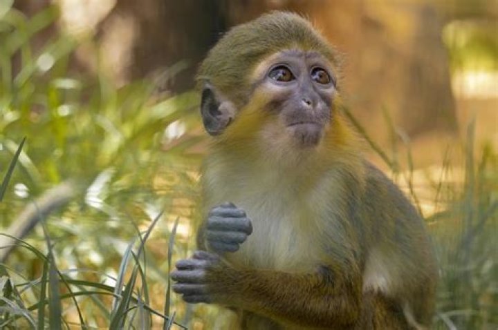 Where does talapoin live?