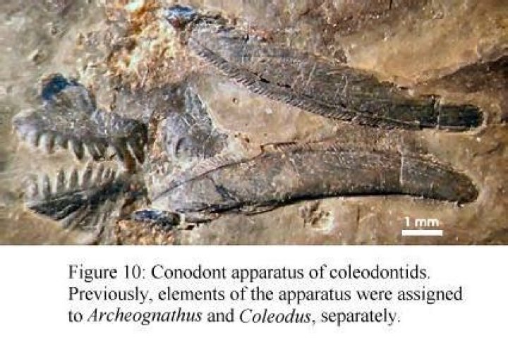 Where does the conodont live?