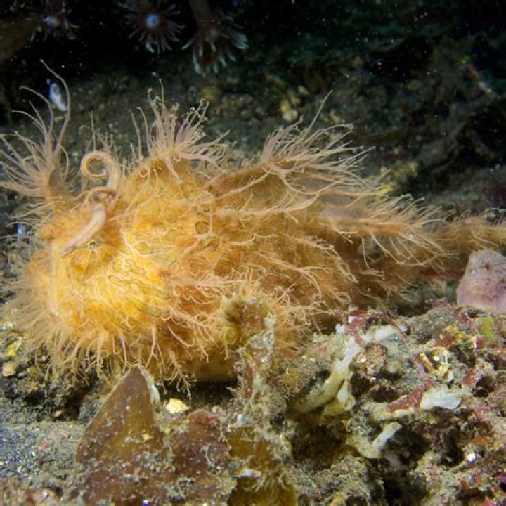 Where does the hairy frogfish live?