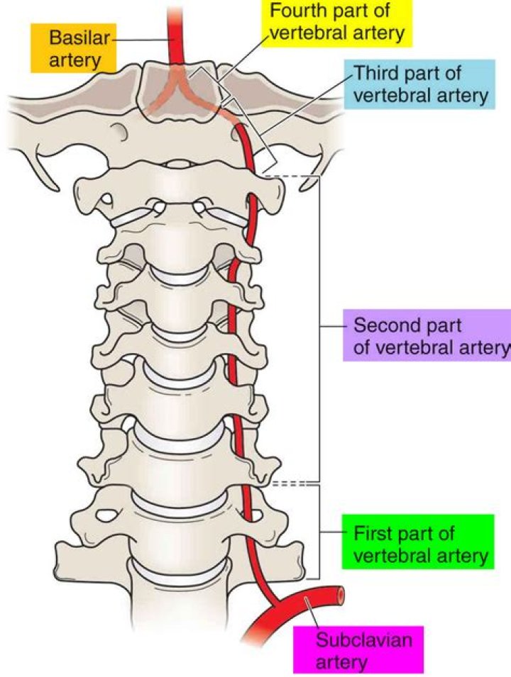 Where does vertebral artery enter skull?