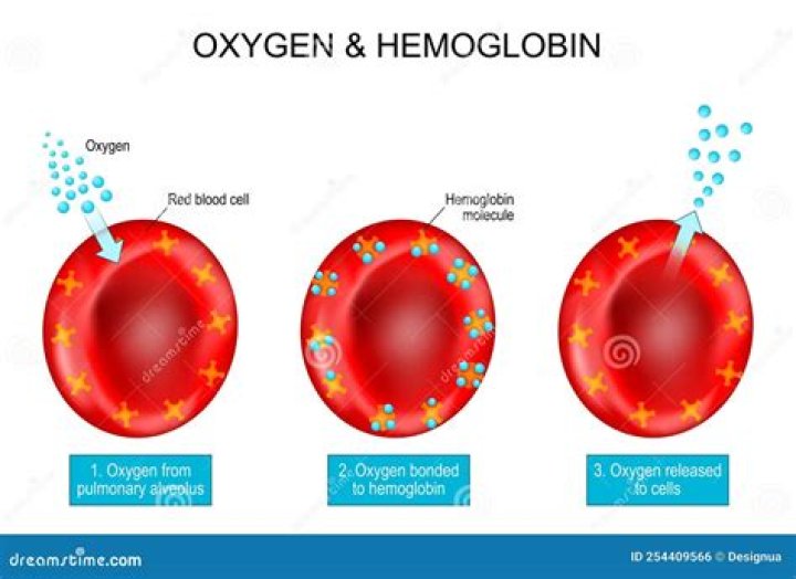 Where in the body is oxyhaemoglobin formed?